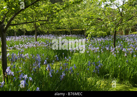 Bryan de rez-de-jardin, Stapleton, Herefordshire, Angleterre. Iris de Sibérie (Iris sibirica) dans le verger en face de la maison Banque D'Images