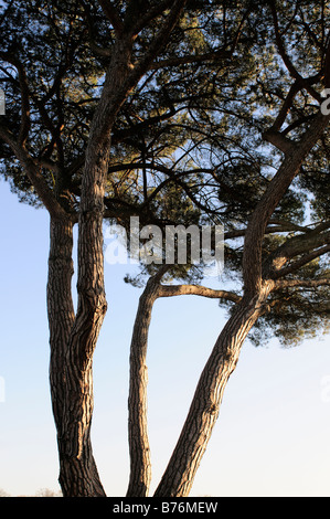 L'Arole Pinus pinea pin parasol Hampton Court motif Surrey Banque D'Images