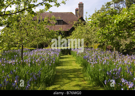 Bryan de rez-de-jardin, Stapleton, Herefordshire, Angleterre. Iris de Sibérie (Iris sibirica) dans le verger en face de la maison Banque D'Images
