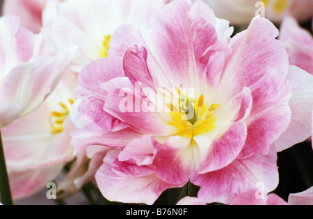 Fin Double tulipa Angélique photograhed au jardins de Keukenhof à Lisse, aux Pays-Bas Banque D'Images