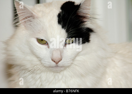 Portrait de chat à poil long gros plan du chat blanc avec unusaul marquage noir autour de l'œil et l'oreille Banque D'Images