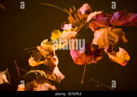 Les feuilles semblent flotter sur un fond brun en Nouvelle Angleterre au cours de l'automne Banque D'Images