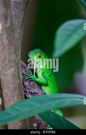 Juvenile iguane vert (Iguana iguana), Florida, USA Banque D'Images