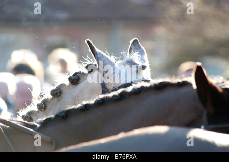 Teh Lacock Avon Vale hunt le lendemain Banque D'Images