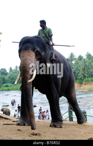 L'éléphant et le Handler Banque D'Images