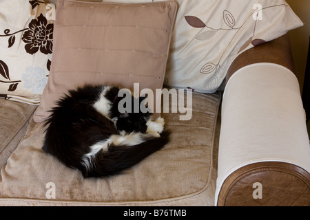 Chat noir et blanc recroquevillé dort sur canapé Banque D'Images