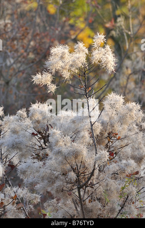 Arbre de fumée eurasien (Prunus serrula) Banque D'Images