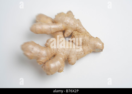 La racine de gingembre (Zingiber officinale), Studio shot, Fond blanc Banque D'Images