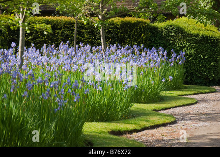 Bryan's Ground Garden, Herefordshire, Royaume-Uni, vu en 2008 avant la construction du canal. Iris sibirica (Iris sibérien) aligne l'approche de la maison Banque D'Images