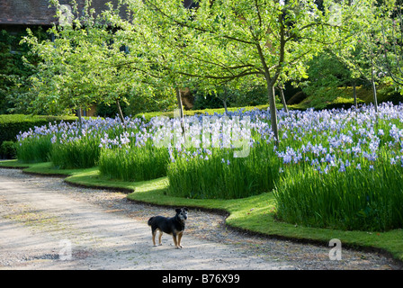 Toby le chien sur le trajet au jardin de Bryan, Herefordshire, en 2008 avant la construction du canal. Iris sibirica (iris de Sibérie) dans le verger Banque D'Images