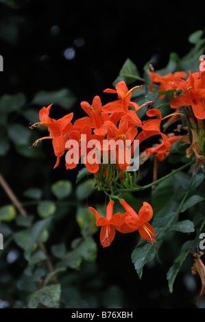 Tecomaria capensis cape honeysuckle (syn. tecoma capensis) Banque D'Images