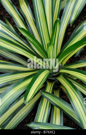 Neoregelia carolinae 'tricolor' Banque D'Images