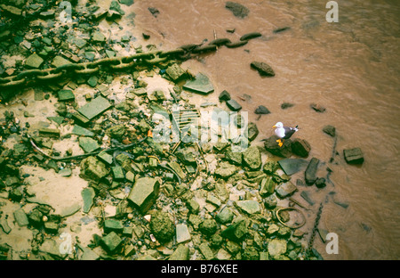 Goéland marin perché entre les gravats et déchets le long des rives de la Tamise, Londres, UK Banque D'Images