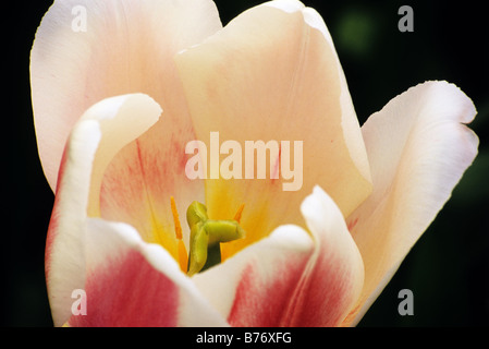 Darwin Tulipa hybride Grand chef photograhed au jardins de Keukenhof à Lisse, aux Pays-Bas Banque D'Images