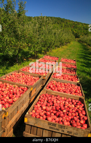 Apple Orchard, Massies Mill, Virginia, USA Banque D'Images