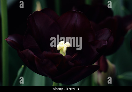 Tulipa triomphe Paul Scherer photograhed au jardins de Keukenhof à Lisse, aux Pays-Bas Banque D'Images