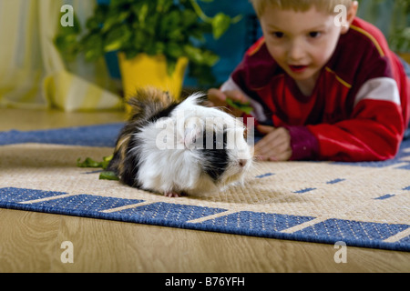 Cavia, cobaye (Cavia spec.), Garçon jouant avec cochon sur le sol Banque D'Images