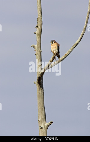 Crécerelle d'Amérique mâle dans l'arbre Banque D'Images