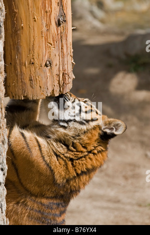Tigre de Sumatra Cub rayures un arbre en captivité Banque D'Images