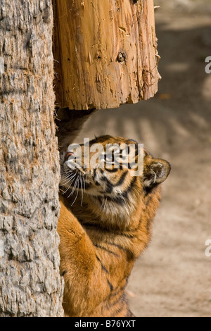 Tigre de Sumatra Cub rayures un arbre en captivité Banque D'Images