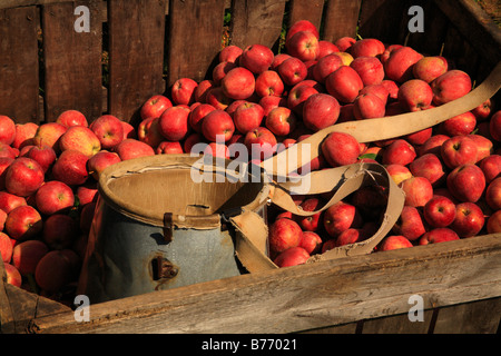 Récolte des pommes, Verger, Massies Mill, Virginia, USA Banque D'Images