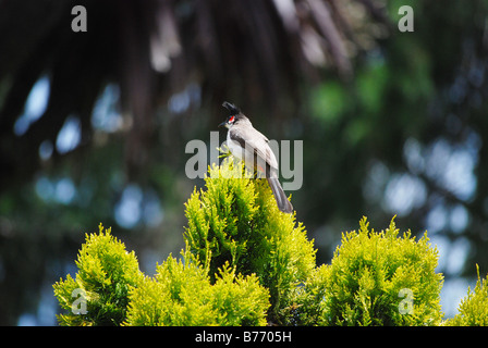 Les oiseaux, la nature,la publicité,Publicité,Publicité,annonce,annonceur publicitaire,animation,art.,animation 3D,arbres,kerala,art,kollam Banque D'Images