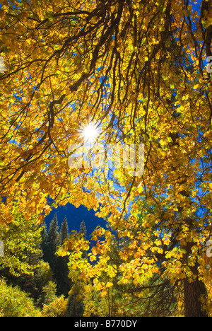 La lumière du soleil filtrant à travers les feuilles de chêne automne vallée de Yosemite Yosemite National Park California Banque D'Images