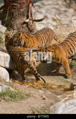 Trois tigres de Sumatra jouer en captivité Banque D'Images