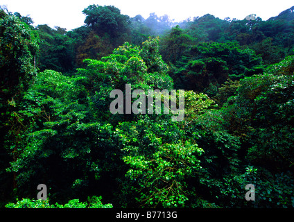 La forêt vierge en forêt nuageuse de Monteverde, Costa Rica Banque D'Images