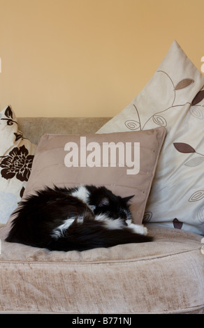 Chat noir et blanc recroquevillé dort sur canapé Banque D'Images