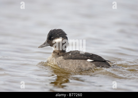 Le petit garrot femelle natation Banque D'Images