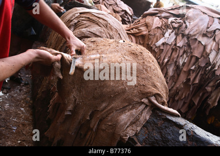 Portrait d'un homme en cuir raclant à l'aide d'un couteau, les Tanneries de Fès, Maroc Banque D'Images