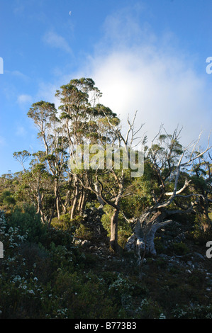 Un brin d'eucalyptus sous une demi-lune, dans la station Mountain-Lake St Clair National Park, la Tasmanie. Banque D'Images