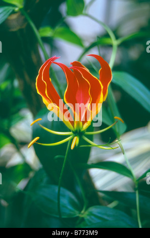 Lily (Lilium x Gloriosa Gloriosa superba 'Rothschildiana) Banque D'Images