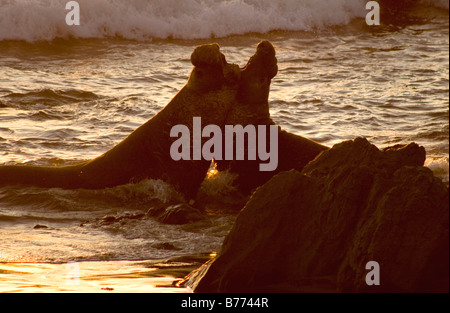 L'éléphant mâle combats sur la plage de Piedras Blancas à San Simeon au coucher du soleil Banque D'Images