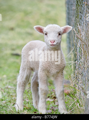 Grande image d'un mignon bébé agneau à la ferme Banque D'Images