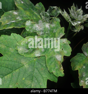 Oïdium (Erysiphe plantani sur les jeunes feuilles de sycomore Banque D'Images