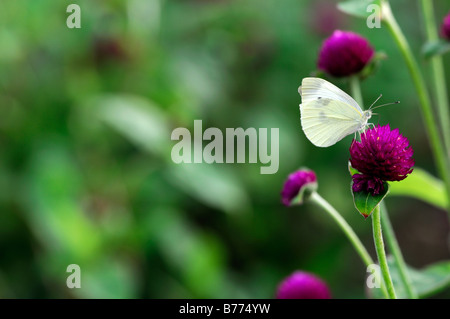 Pieris rapae petit papillon blanc du chou blanc petit nectar d'alimentation sur Gomphrena globosa 'tout autour de Purple' Globe Amarante Banque D'Images