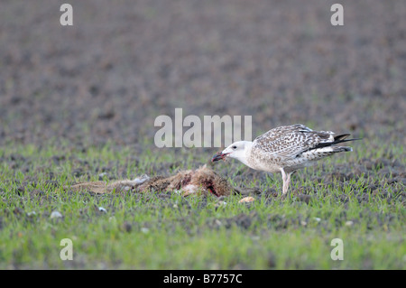 La grande noir soutenu Larus marinus se nourrissant de lièvre mort Novembre Norfolk UK Banque D'Images