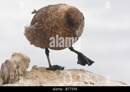 Brown Skua Catharacta Skua subantarctique antarctique Skua Falkland Islands Banque D'Images