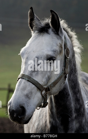 La moisissure grise mare dans un paddock, Pologne, Europe Banque D'Images