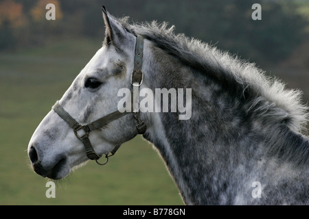 La moisissure grise mare dans un paddock, Pologne, Europe Banque D'Images