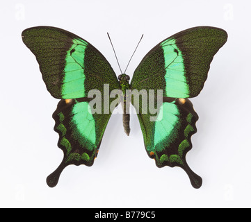 Close up of Emerald Swallowtail butterfly Banque D'Images