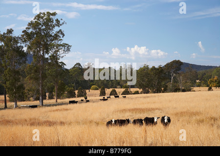 Vaches et près de terres agricoles sèches Wauchope New South Wales Australie Banque D'Images