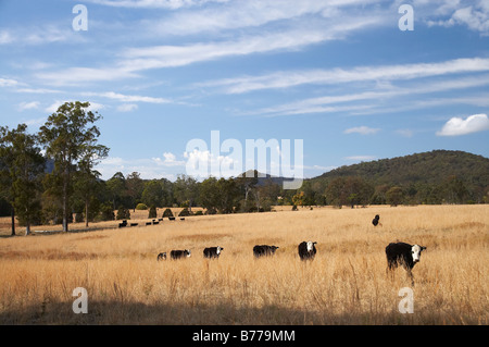 Vaches et près de terres agricoles sèches Wauchope New South Wales Australie Banque D'Images