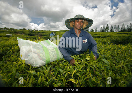 Récolte du thé, plantes, plantation de thé, thé, usine de thé de Bois Chéri, Maurice, Afrique du Sud Banque D'Images