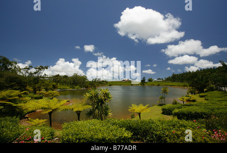 La plantation de thé de l'usine de thé de Bois Chéri, lac, highland, Maurice, Afrique du Sud Banque D'Images