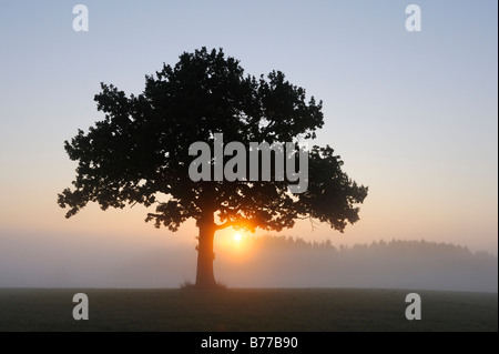 Le chêne pédonculé (Quercus robur) au lever du soleil Banque D'Images