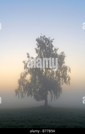 Le bouleau verruqueux, bouleau pleureur, bouleau blanc (Betula pendula) dans le brouillard Banque D'Images