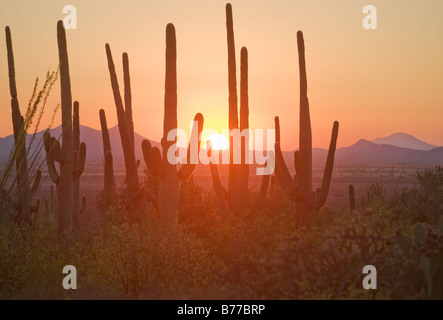 Soleil sur Saguaro National Park, Arizona Banque D'Images